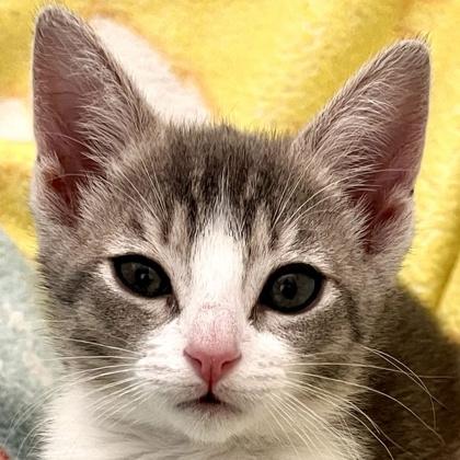 Enlarge North Carolina, a Adoptable mixed breed in Pleasanton, CA image 2/3