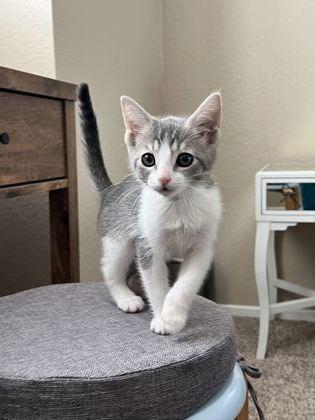Enlarge North Carolina, a Adoptable mixed breed in Pleasanton, CA image 3/3