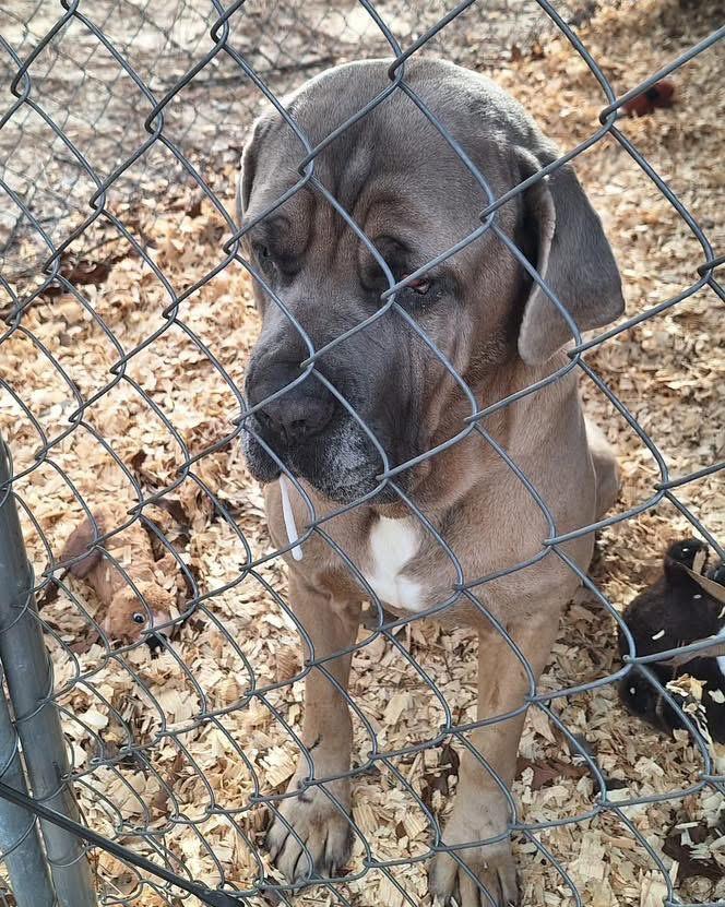 BRUCE — thumbnail 2