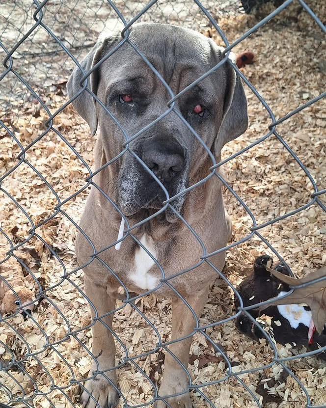 BRUCE — thumbnail 4