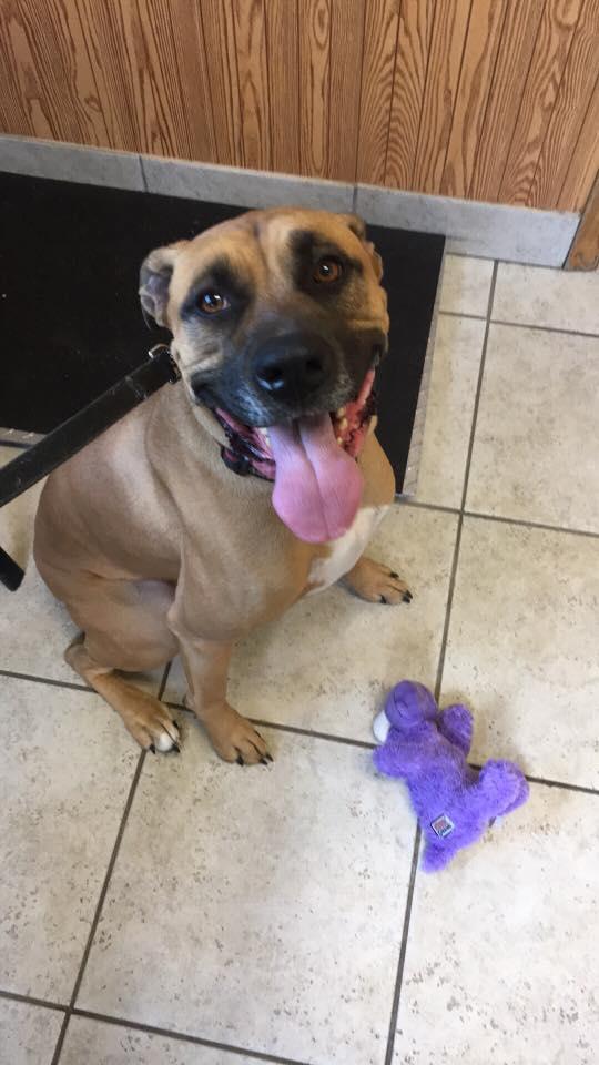 Enlarge Milo, a Adopted Boxer in Shakopee, MN image 1/3