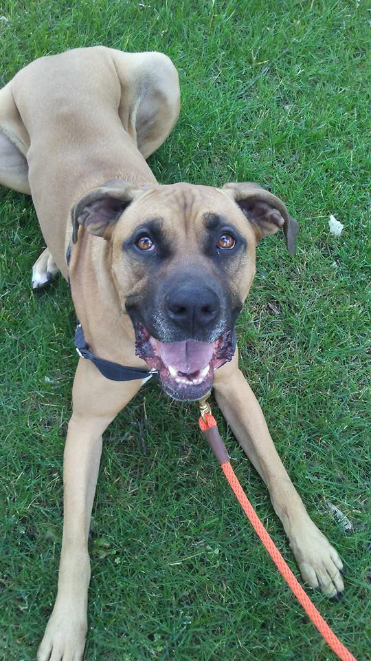 Enlarge Milo, a Adopted Boxer in Shakopee, MN image 2/3