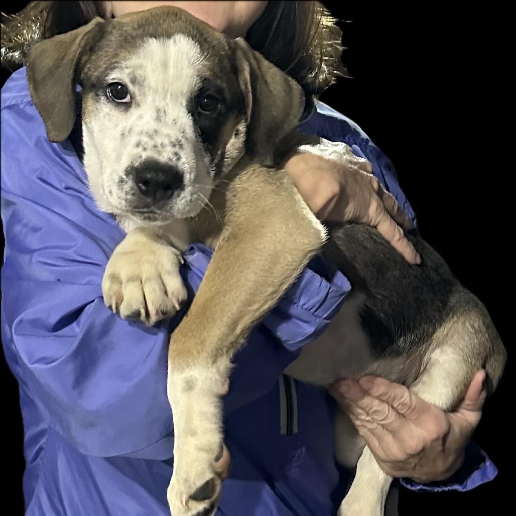 Enlarge Thin Mint, a Adoptable Mixed Breed in Dallas, TX image 1/1