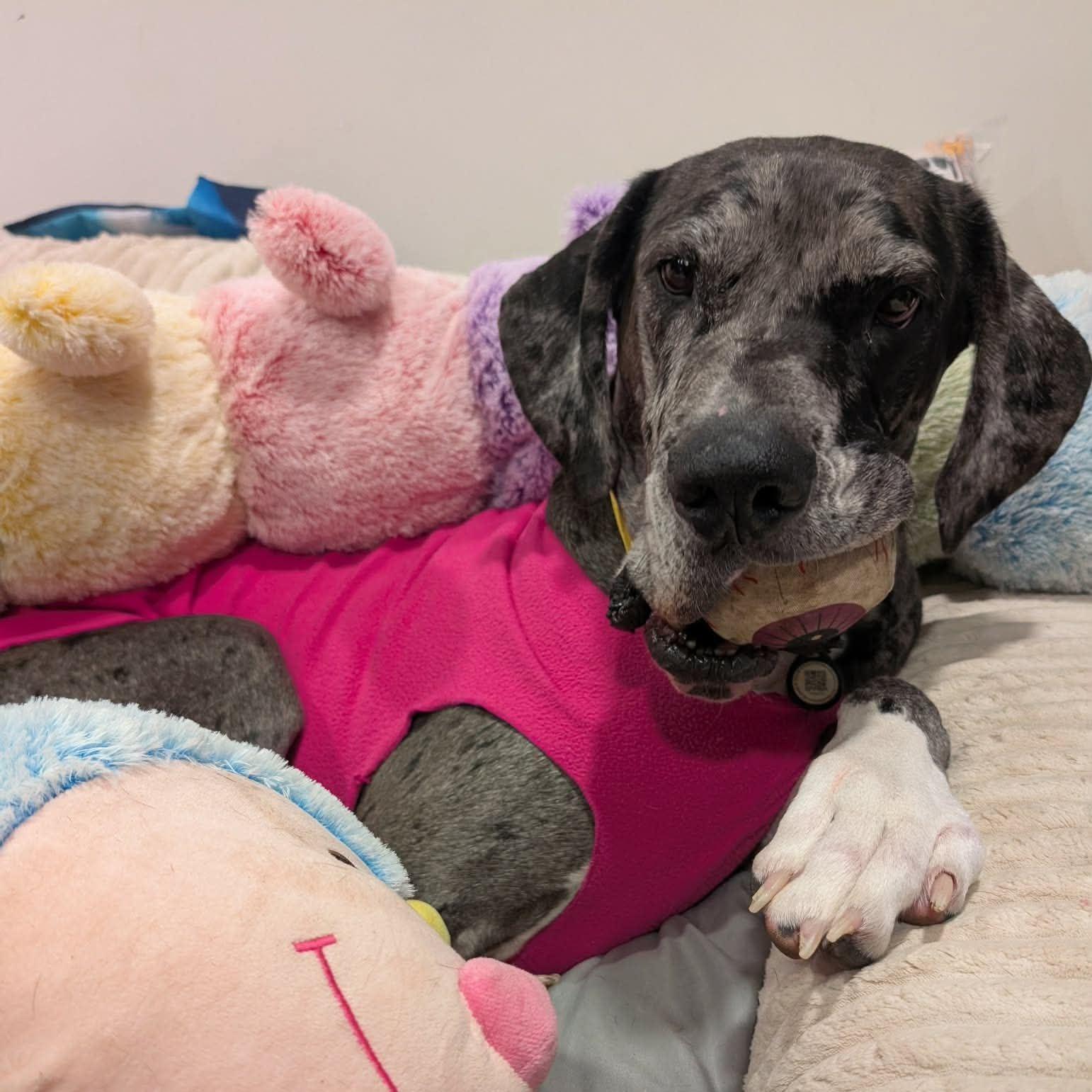 Peeta, a Adoptable Great Dane in Pittsburgh, PA image 4/4