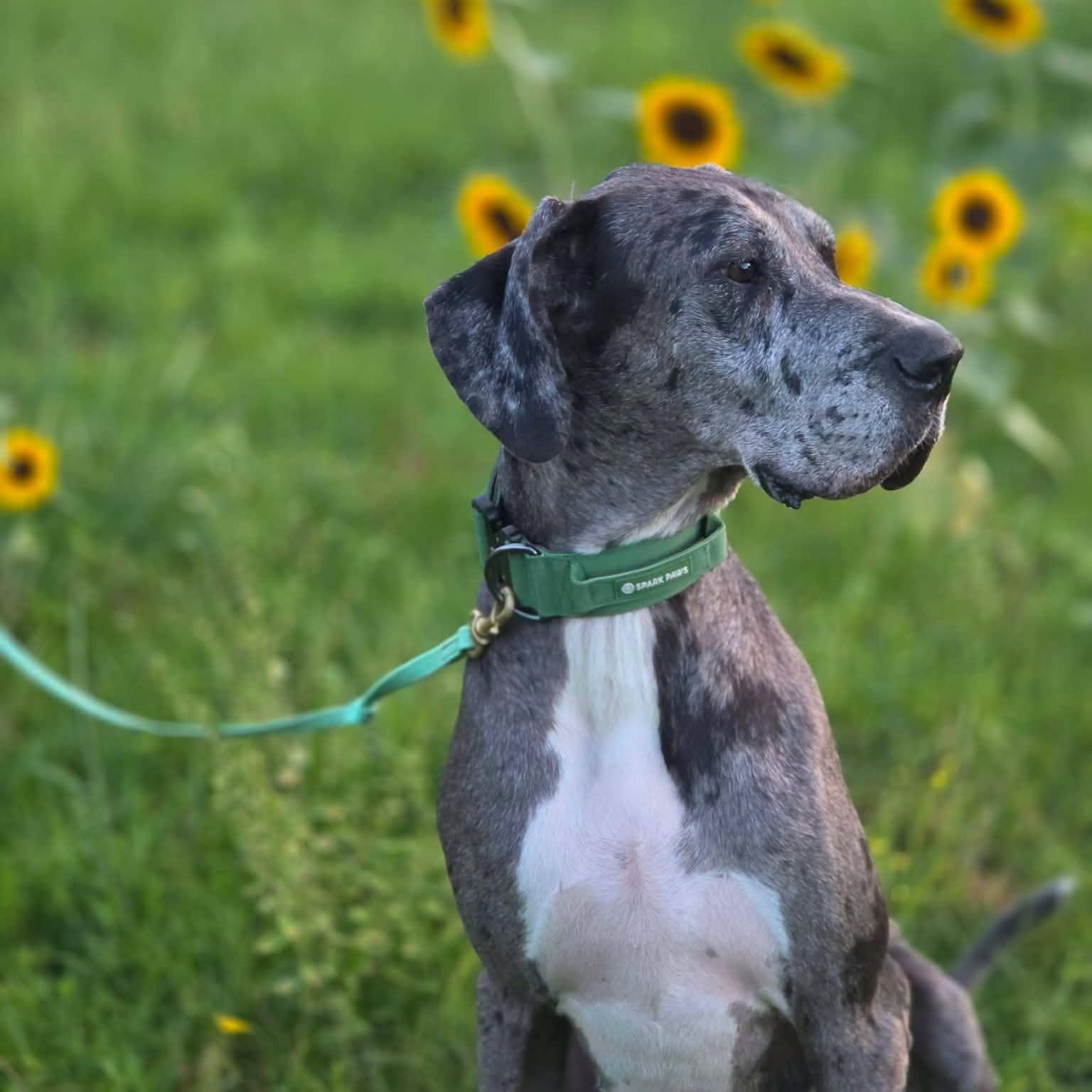 Peeta bonded w/ Jayne, a Adoptable Great Dane in Hartselle, AL image 3/6