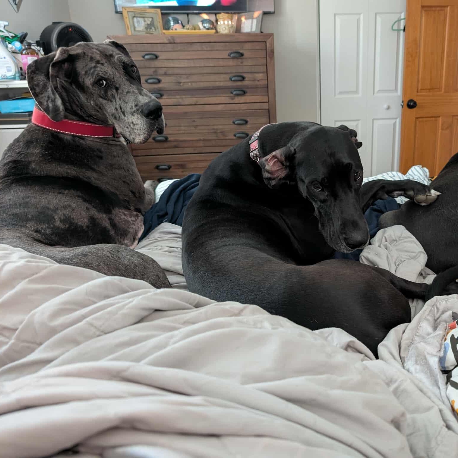 Peeta, a Adoptable Great Dane in Pittsburgh, PA image 2/4