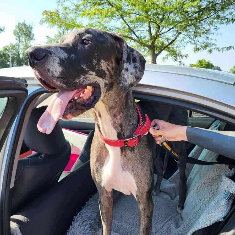 Peeta, a Adoptable Great Dane in Pittsburgh, PA image 3/4