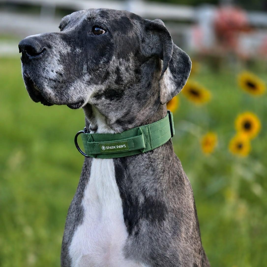 Peeta bonded w/ Jayne, Adoptable, Adult Male Great Dane.