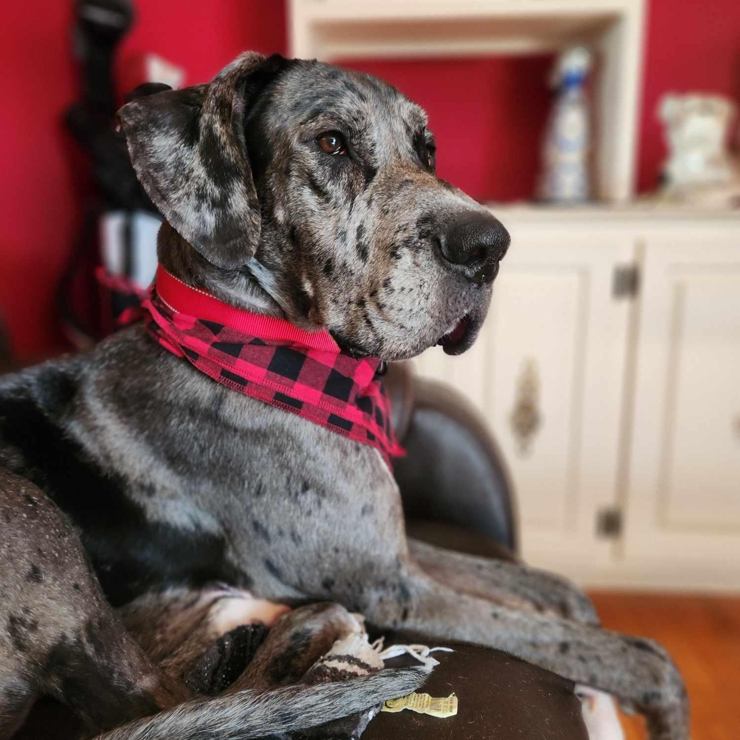 Peeta, Adoptable, Adult Male Great Dane.
