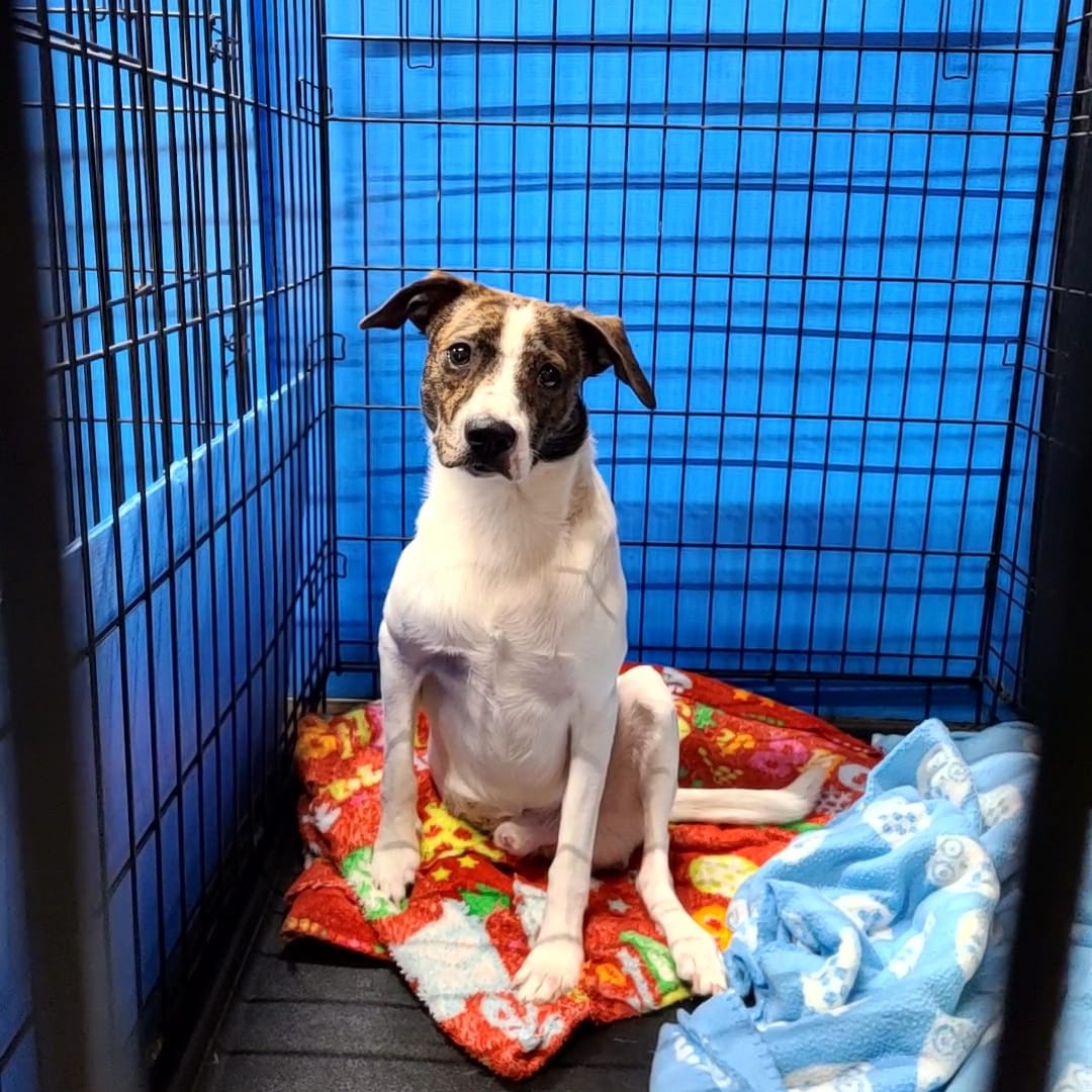 Earl, Adult Male Mixed Breed