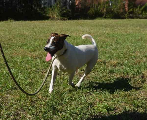 Earl, a Adoptable Mixed Breed in Centerville, GA image 1/3