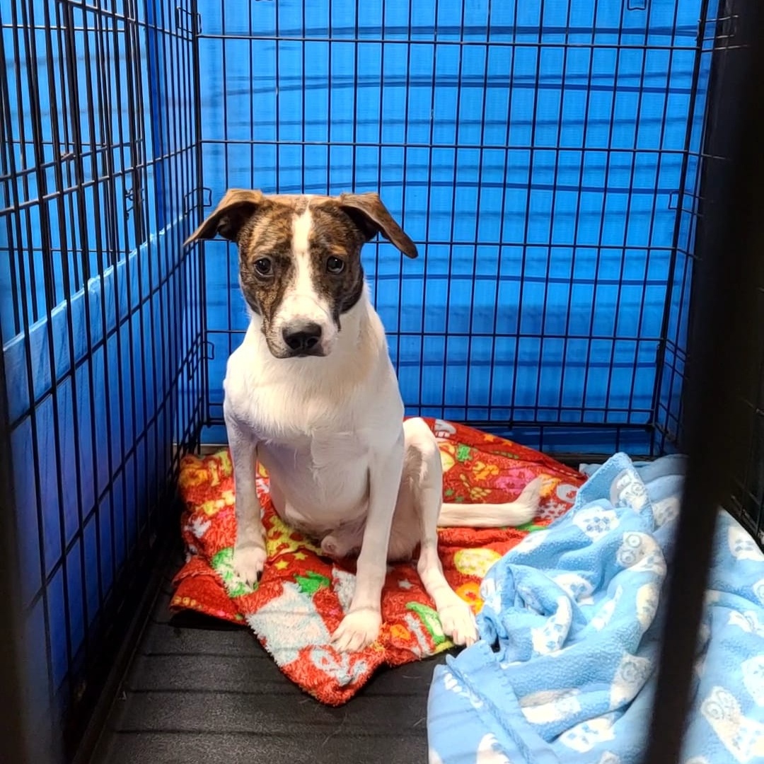 Earl, a Adoptable Mixed Breed in Centerville, GA image 2/2