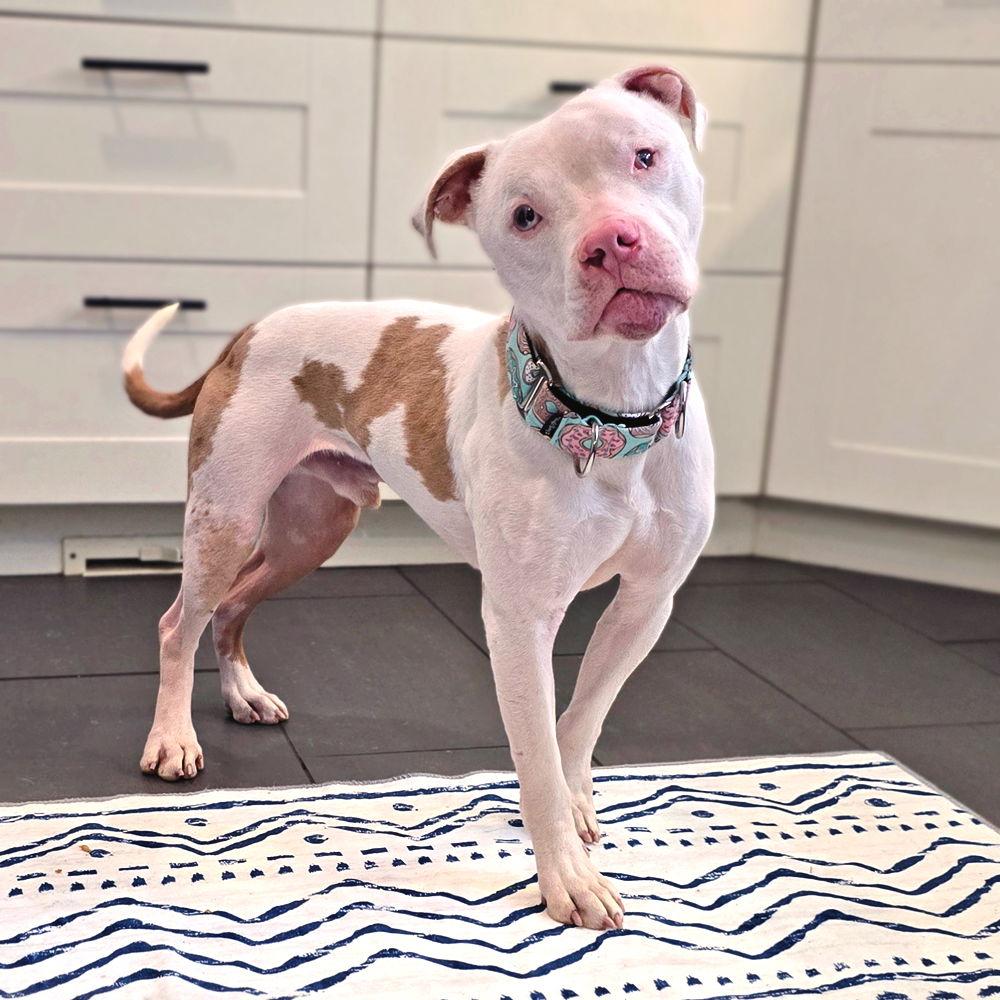 Piglet, Adopted, Adult Male American Staffordshire Terrier & Pit Bull Terrier.