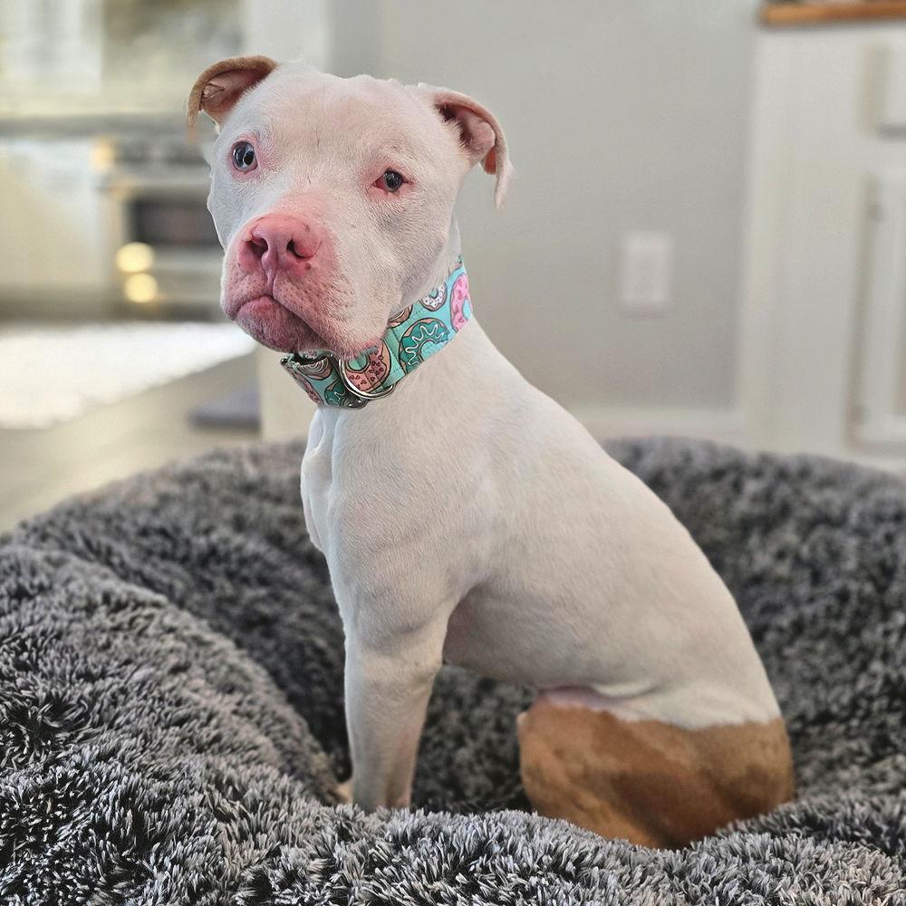 Enlarge Piglet, a Adopted mixed breed in Sudbury, MA image 2/3