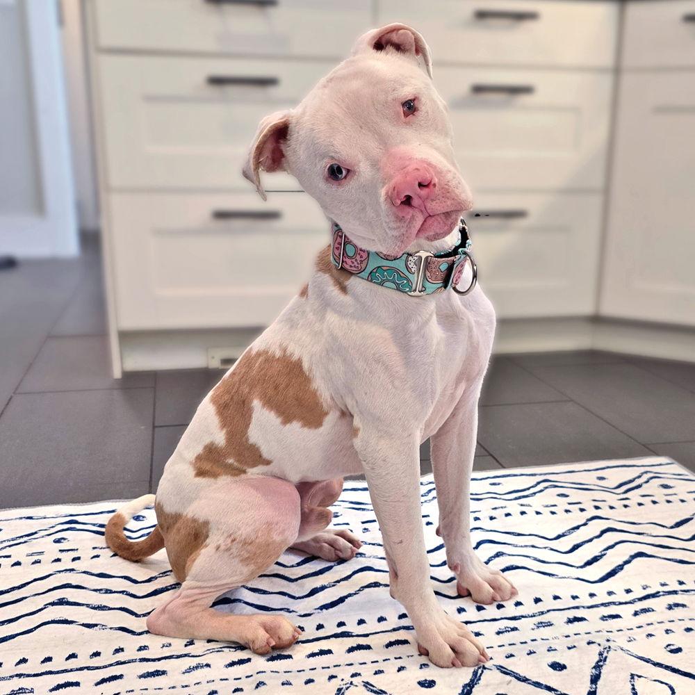 Enlarge Piglet, a Adopted mixed breed in Sudbury, MA image 3/3