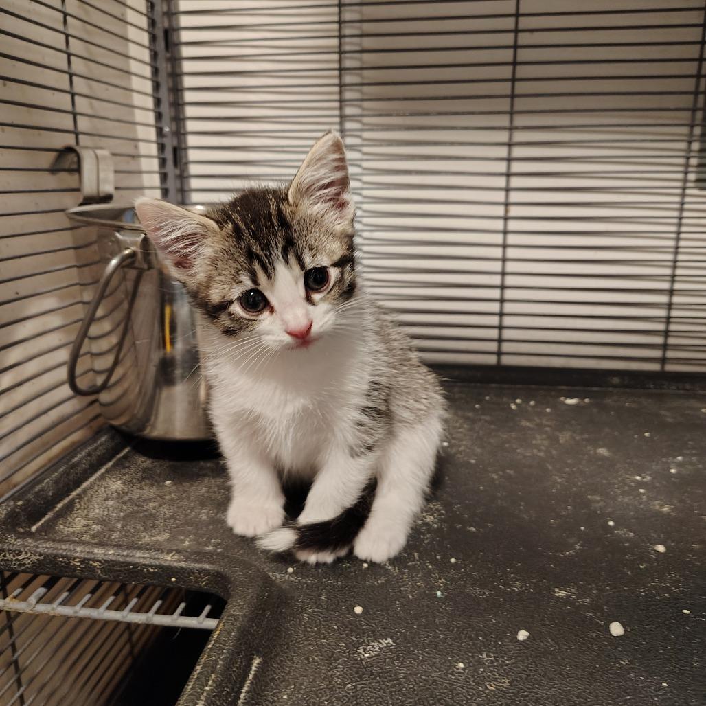 Melody, Adoptable, Kitten Female Domestic Medium Hair.