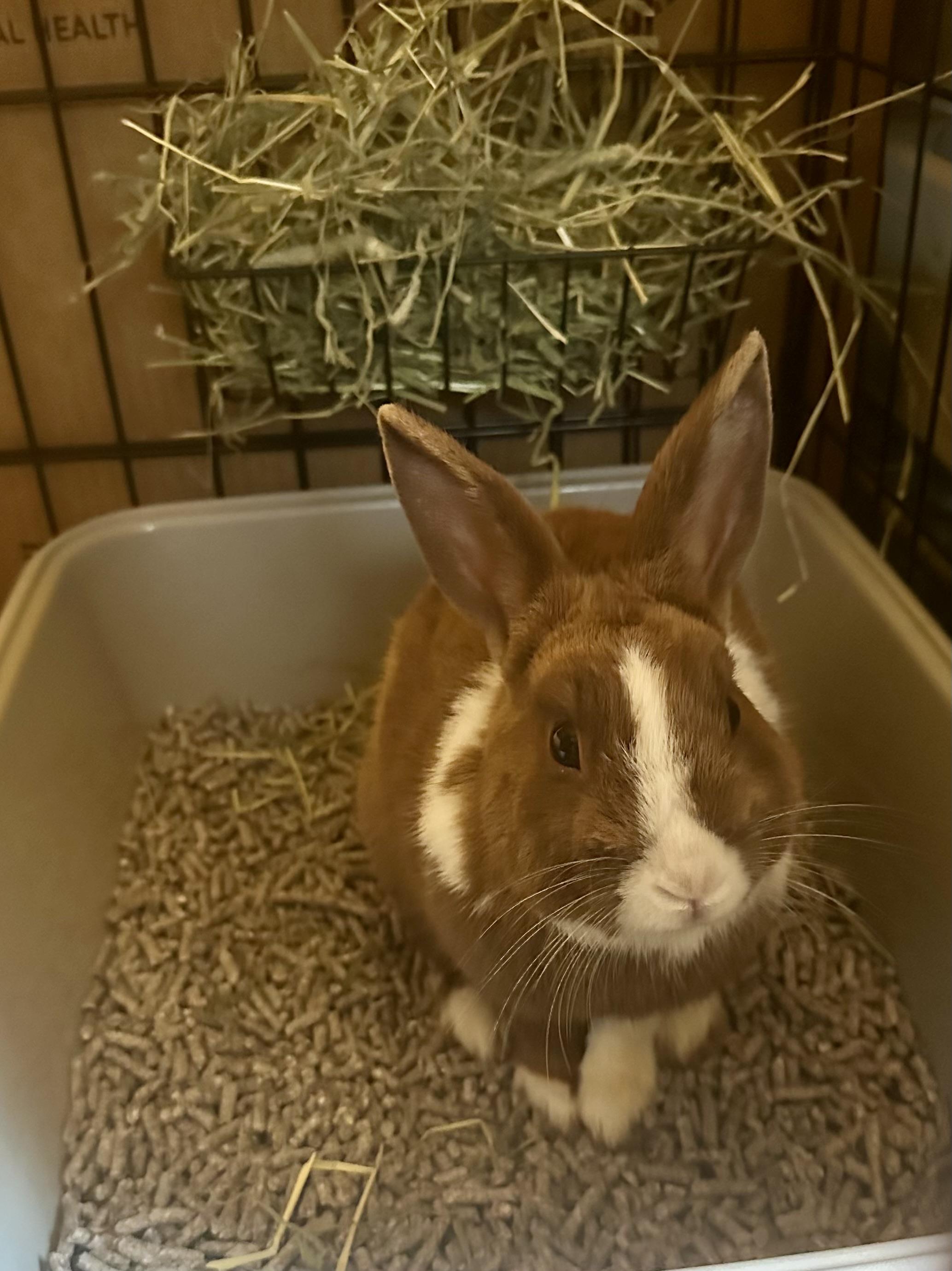 Enlarge Terry, a Adoptable Dutch in Philadelphia, PA image 3/3