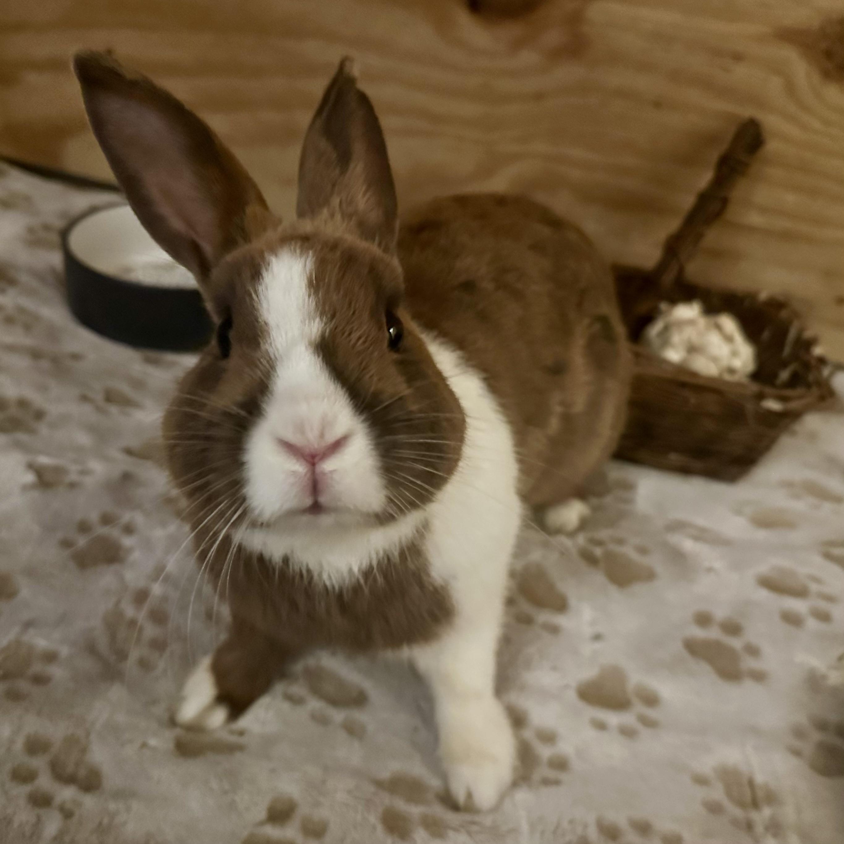 Enlarge Terry, a Adoptable Dutch in Philadelphia, PA image 1/3