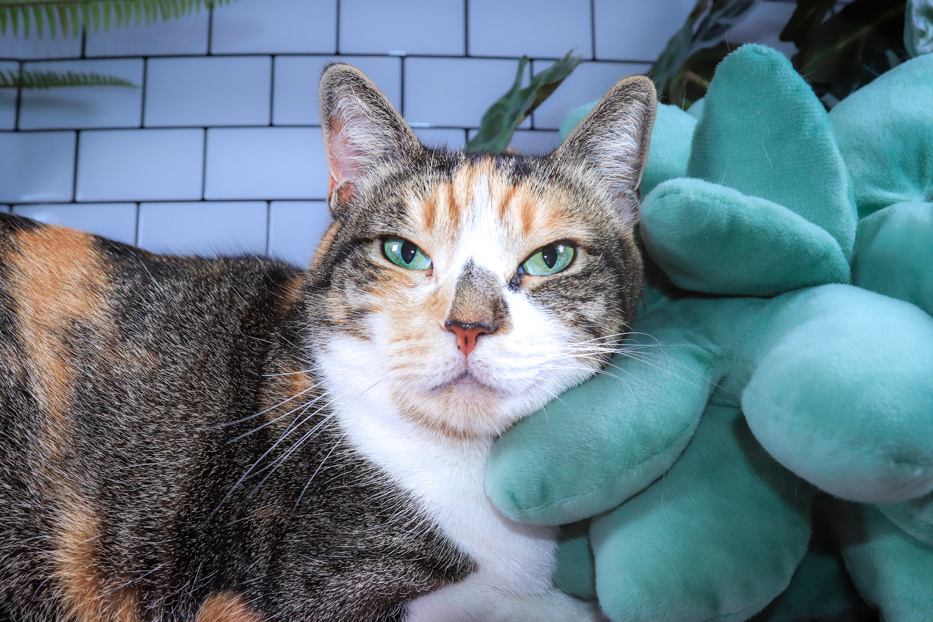 Momo, a Adoptable mixed breed in Parker, TX image 5/6