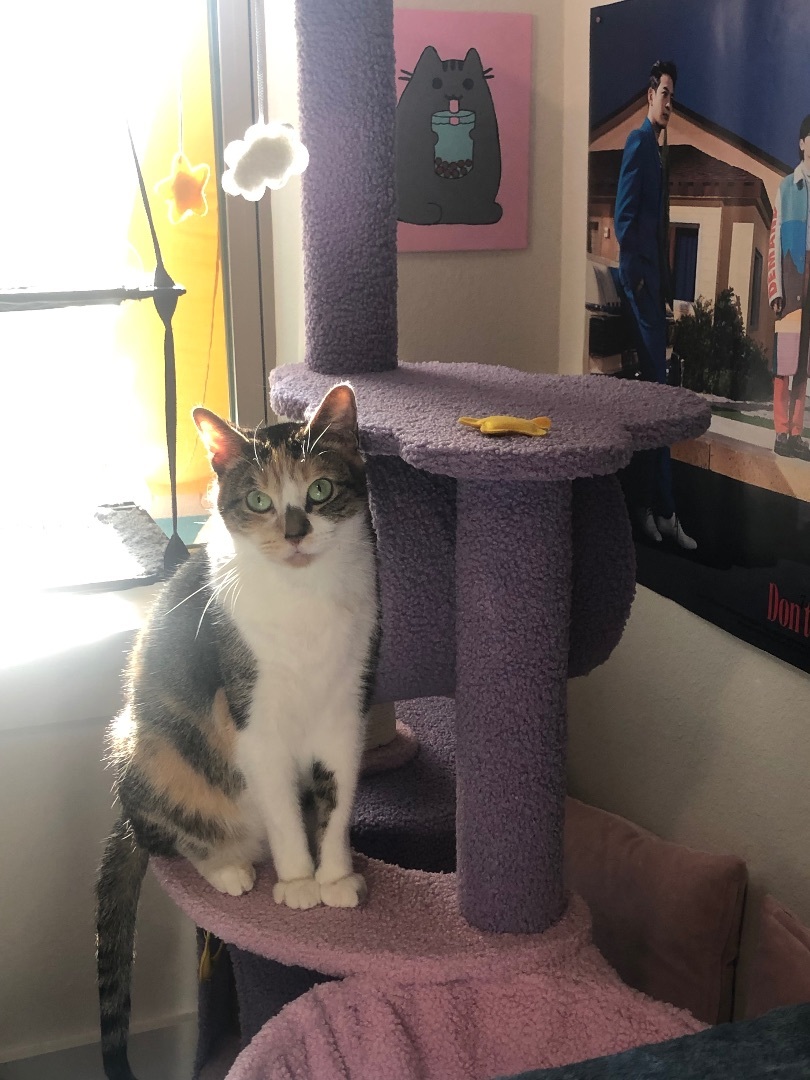 Momo, Adoptable, Adult Female Dilute Calico & Domestic Short Hair.