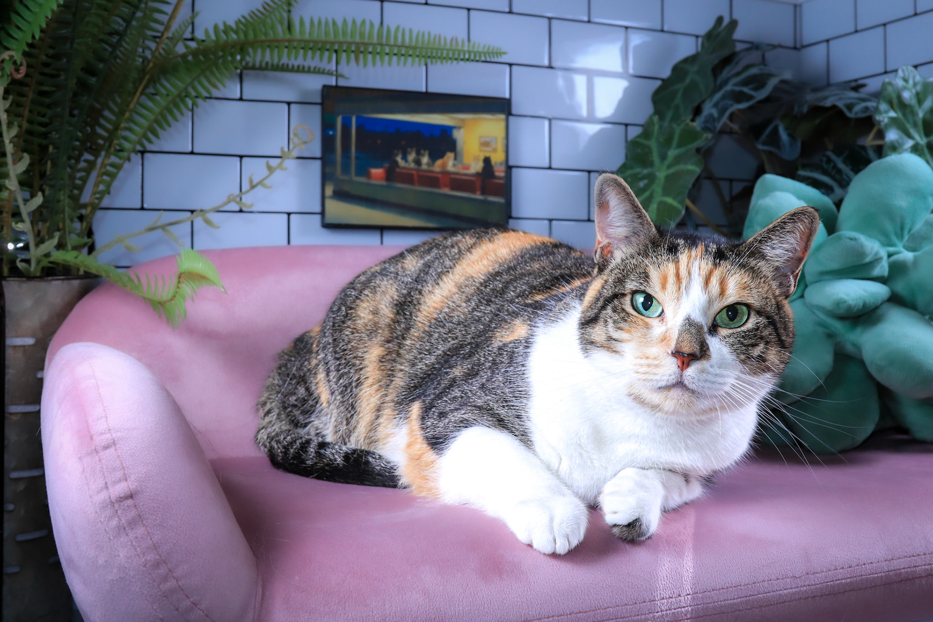 Momo, a Adoptable mixed breed in Parker, TX image 2/6