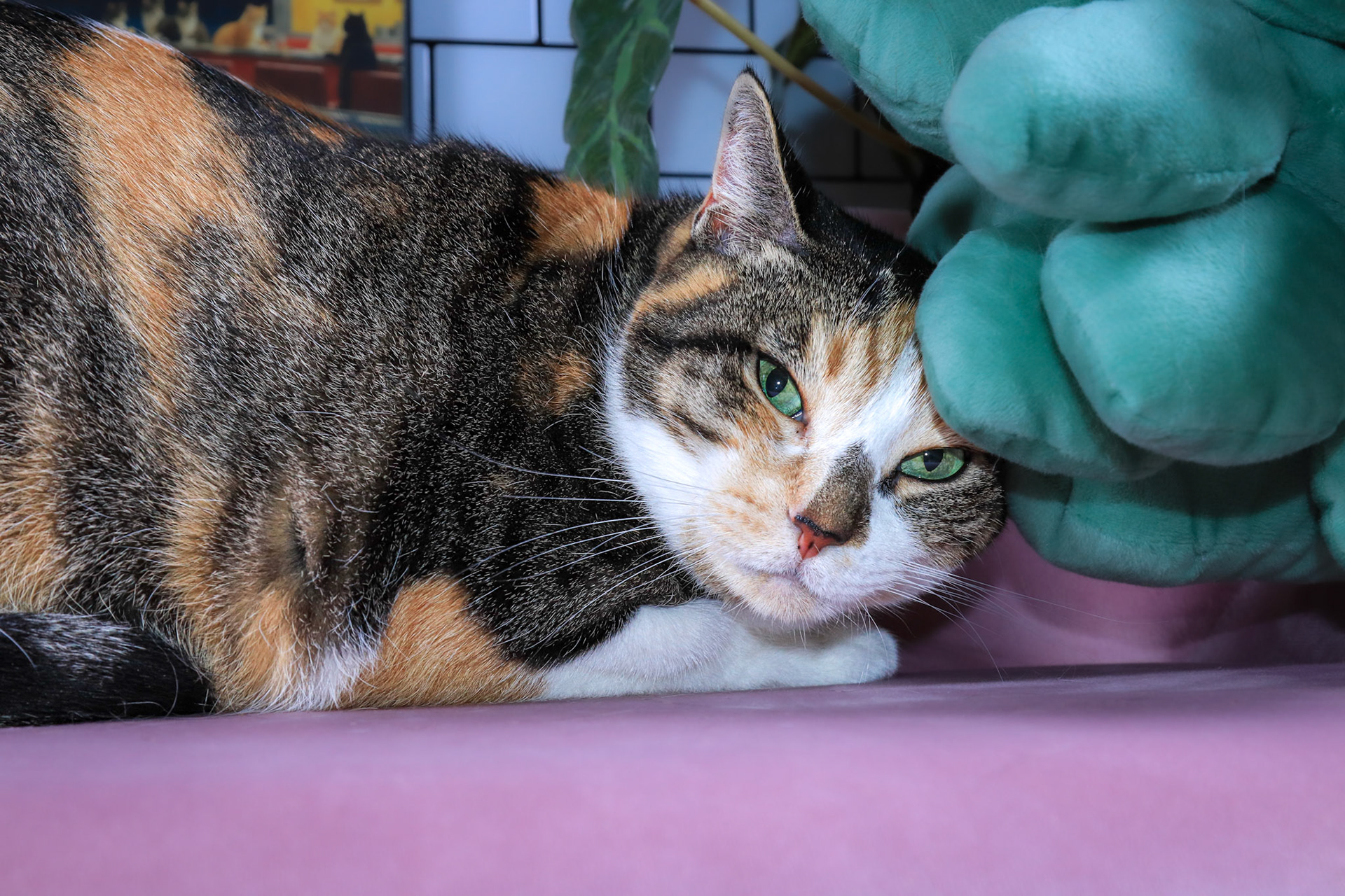 Momo, a Adoptable mixed breed in Parker, TX image 3/6