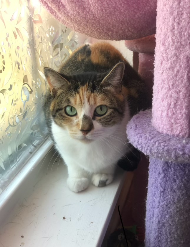 Momo, a Adoptable mixed breed in Parker, TX image 6/6