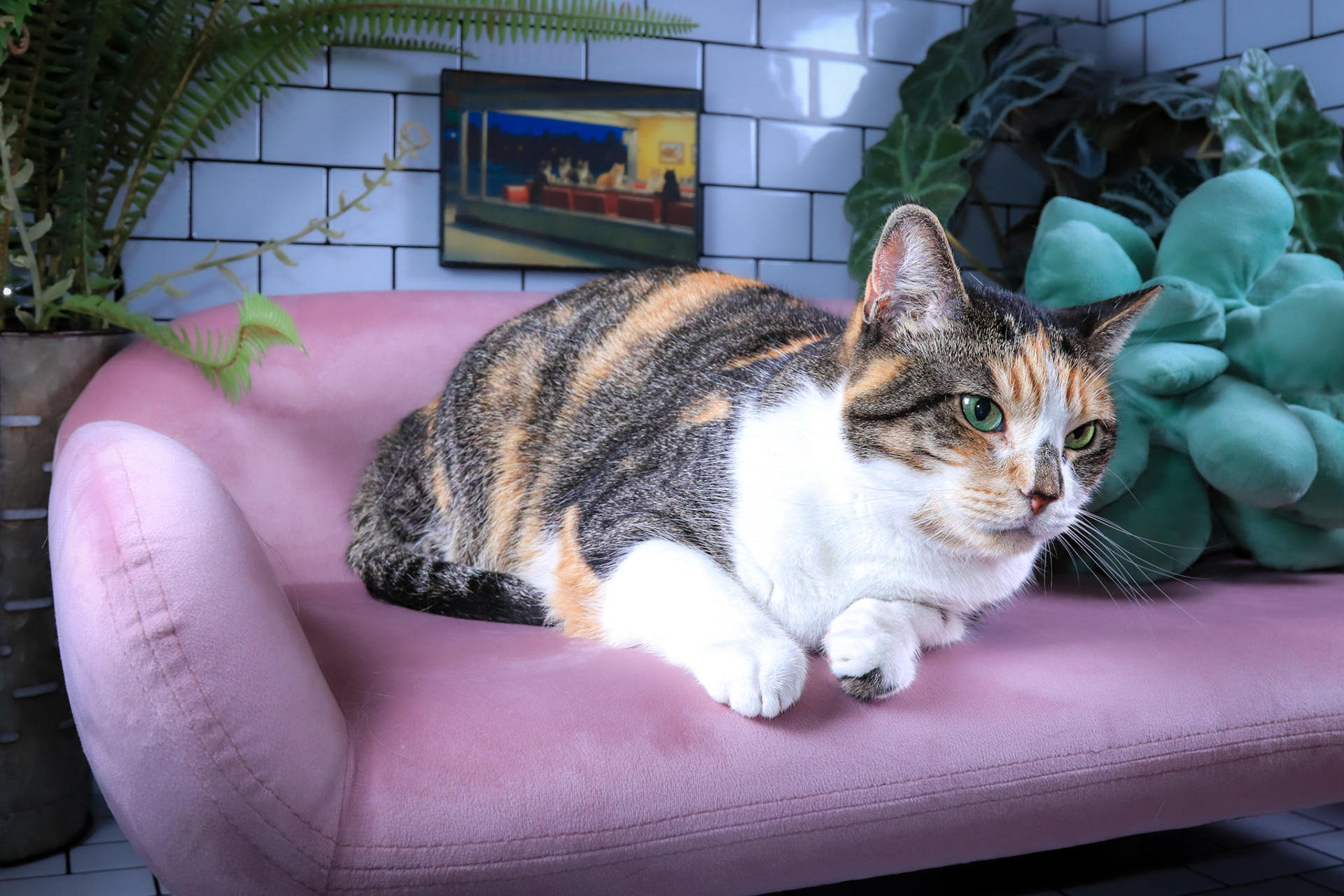 Momo, a Adoptable mixed breed in Parker, TX image 4/6