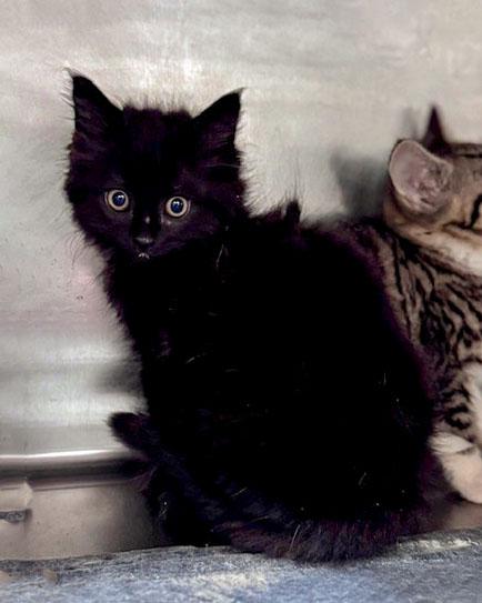 Enlarge Callalily, a ADOPTABLE Domestic Short Hair in Bishop, GA image 1/1