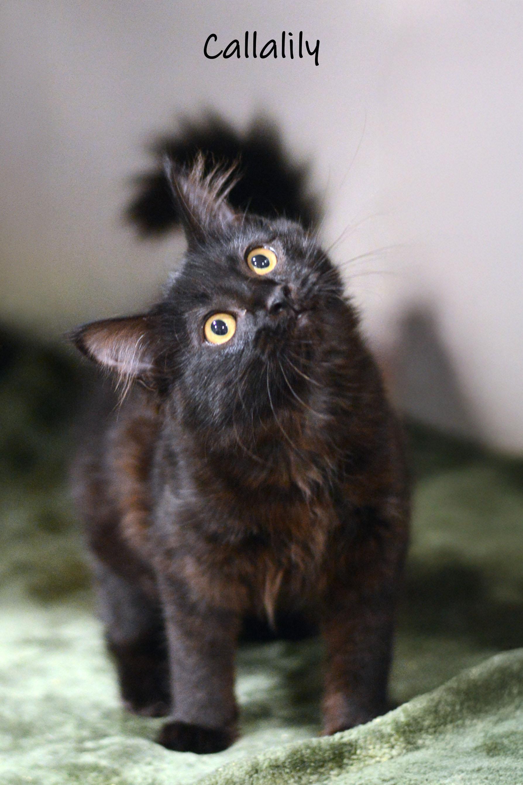 Callalily, ADOPTABLE, Kitten Female Domestic Short Hair.