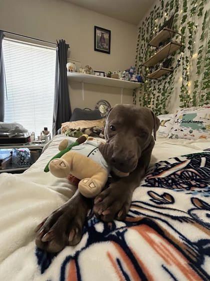 Gravy (160409) (In a foster home), ADOPTABLE, Young Male Pit Bull Terrier.