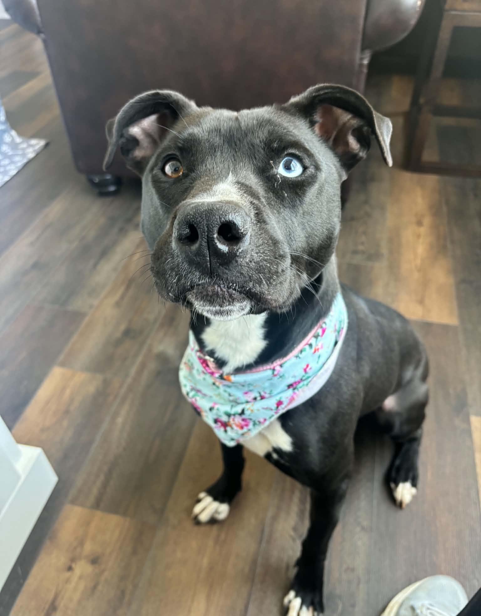 Enlarge Keira, a Adopted mixed breed in Roswell, GA image 6/6