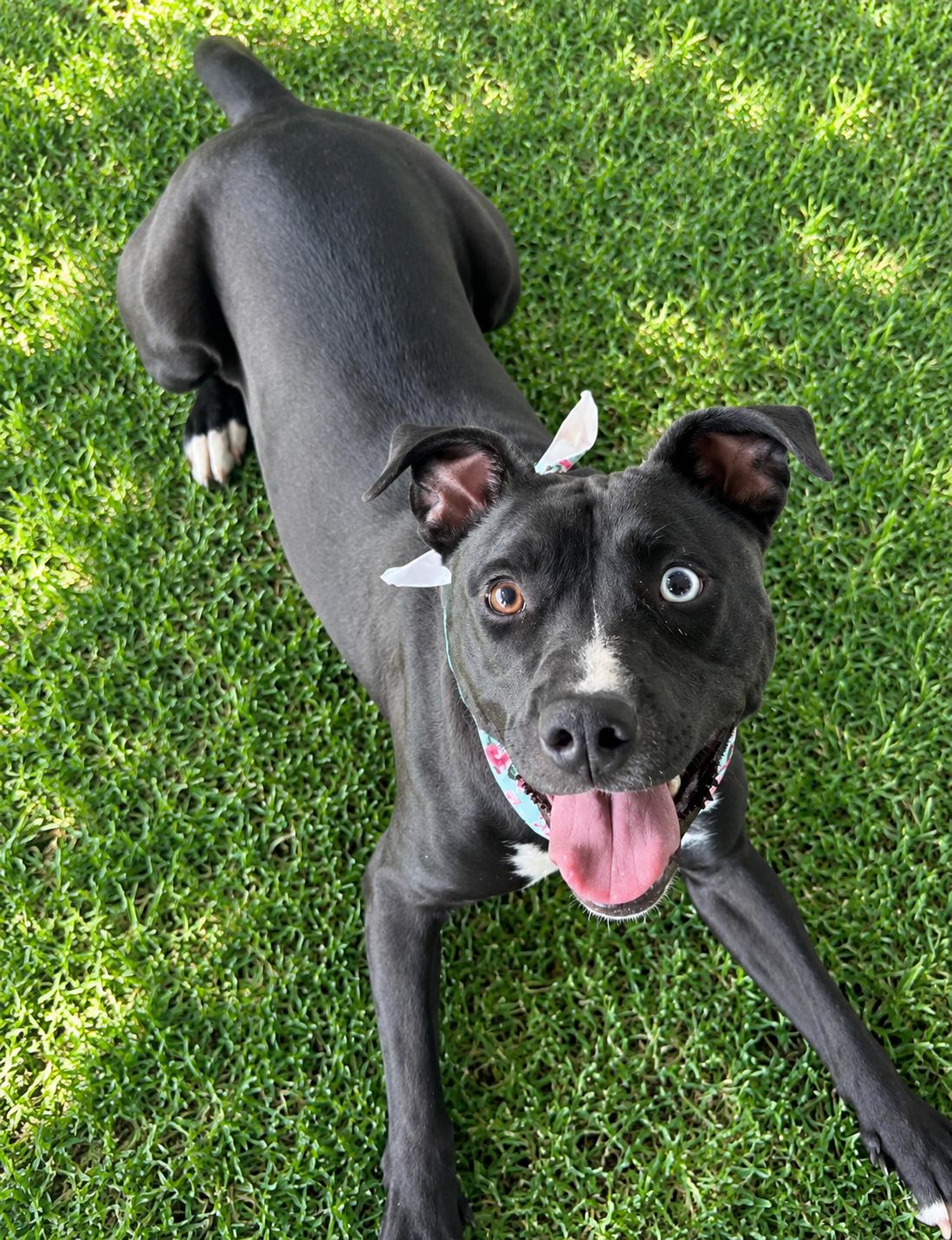 Enlarge Keira, a Adopted mixed breed in Roswell, GA image 3/6