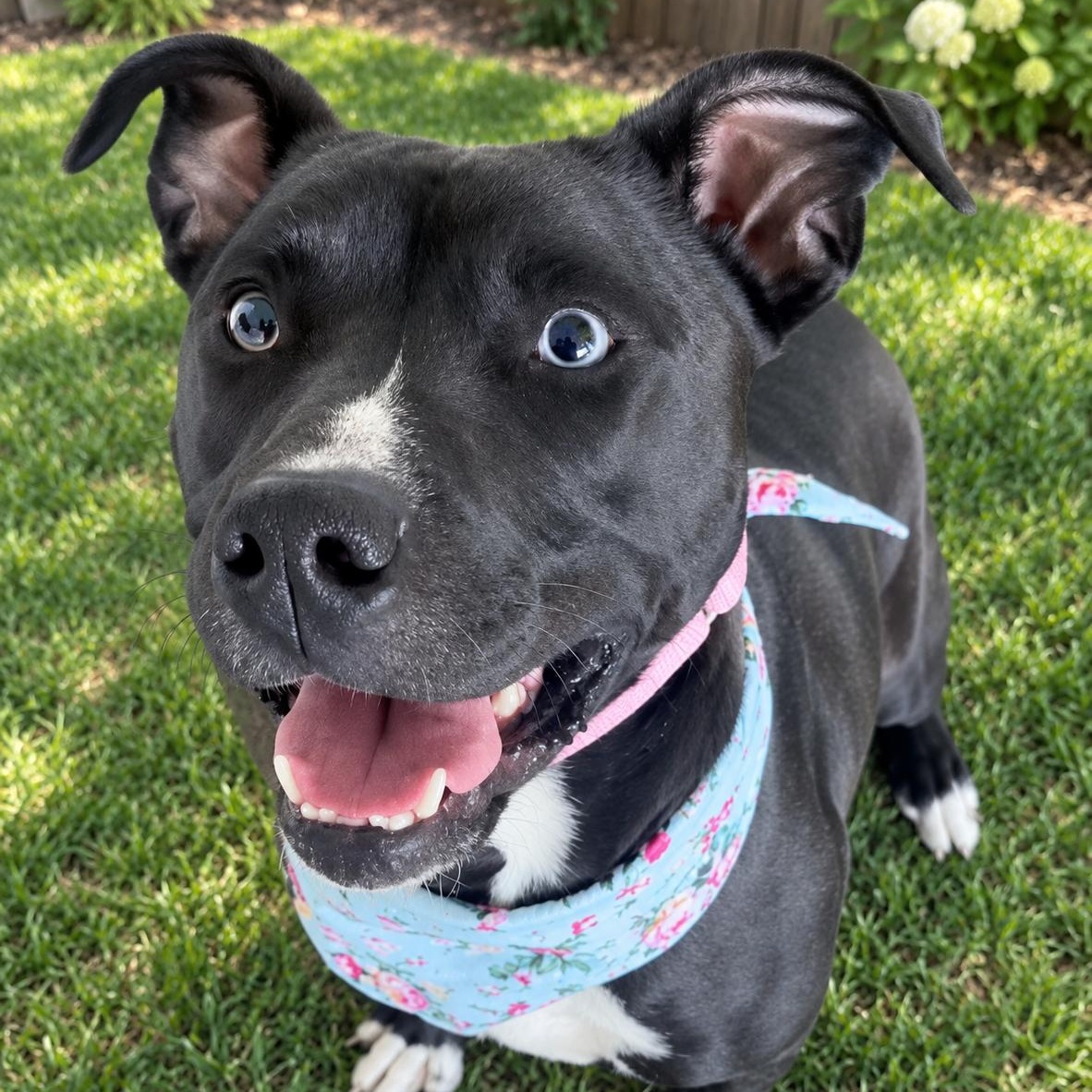 Keira, Adopted, Adult Female Pit Bull Terrier.