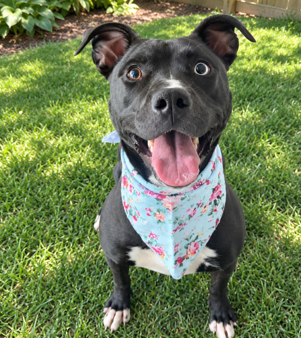 Enlarge Keira, a Adopted mixed breed in Roswell, GA image 2/6