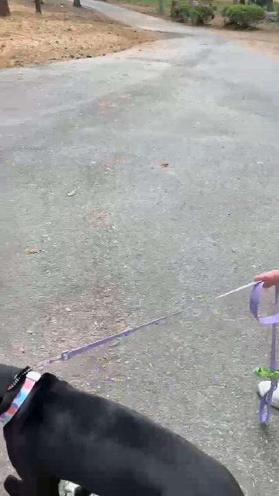 Enlarge Keira, a Adopted mixed breed in Roswell, GA video 4/6