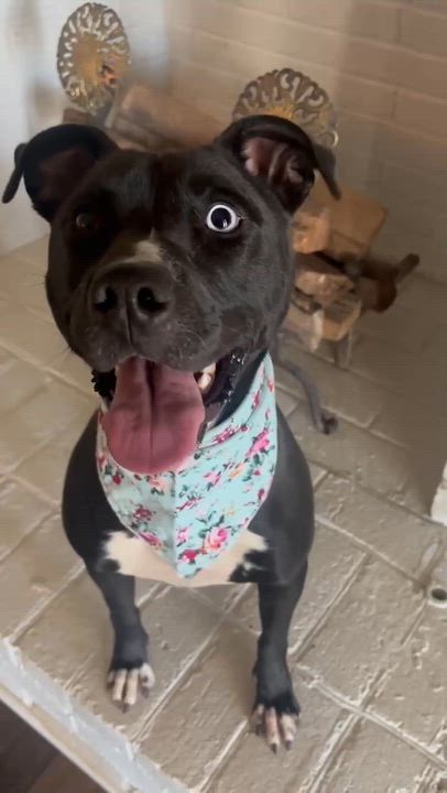 Enlarge Keira, a Adopted mixed breed in Roswell, GA video 5/6
