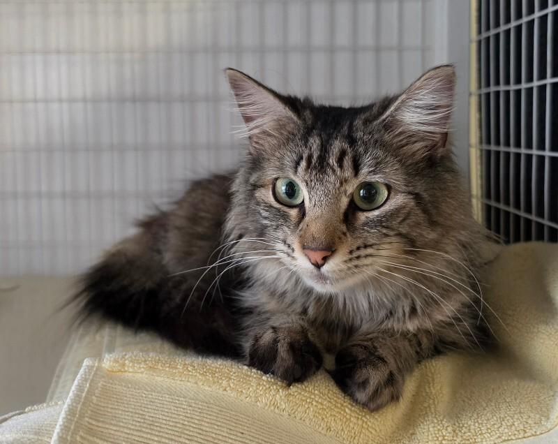 Enlarge Chai Girl, a Adoptable Domestic Long Hair in Cortland, NY image 1/1