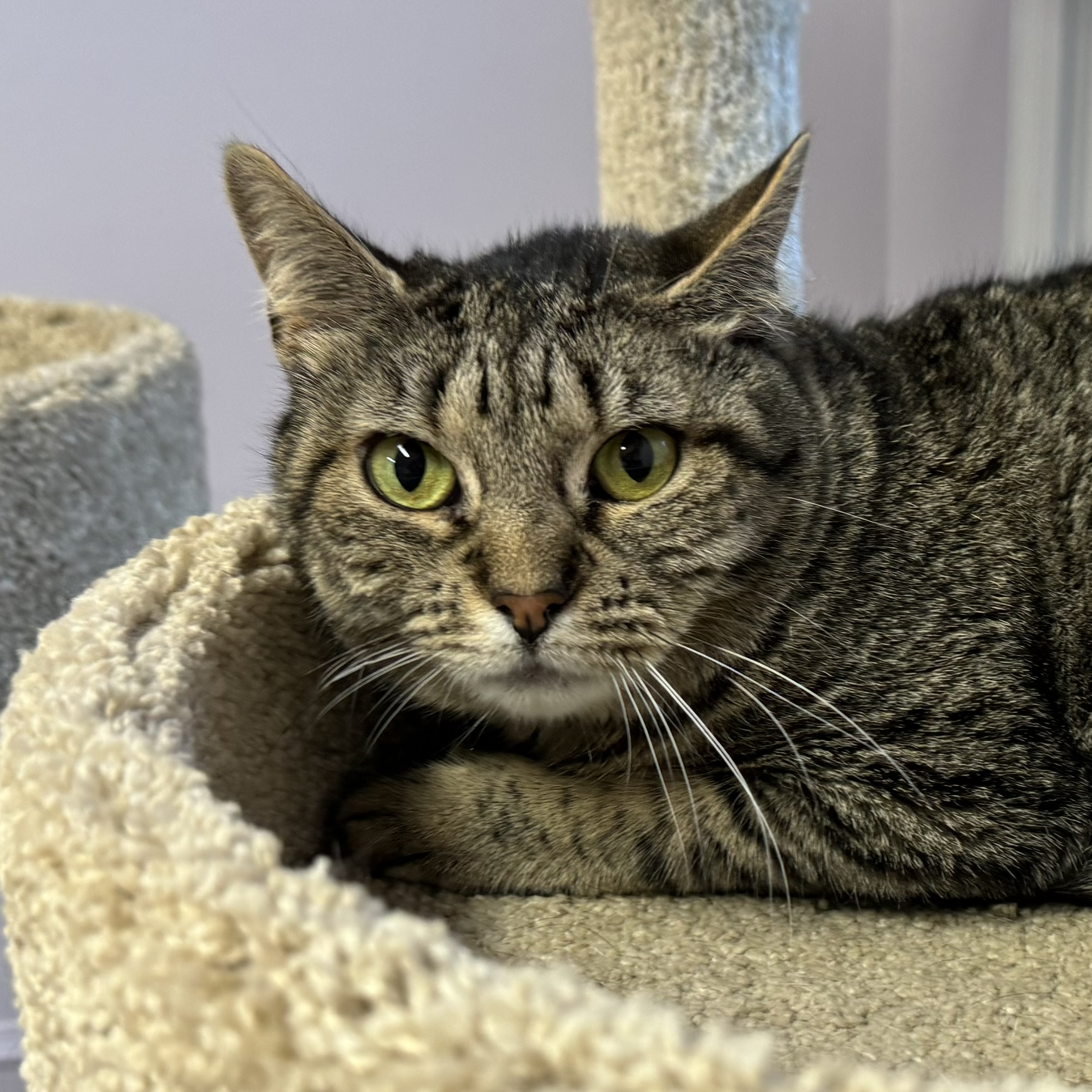 LuLu, Adoptable, Adult Female Tabby & Tiger.