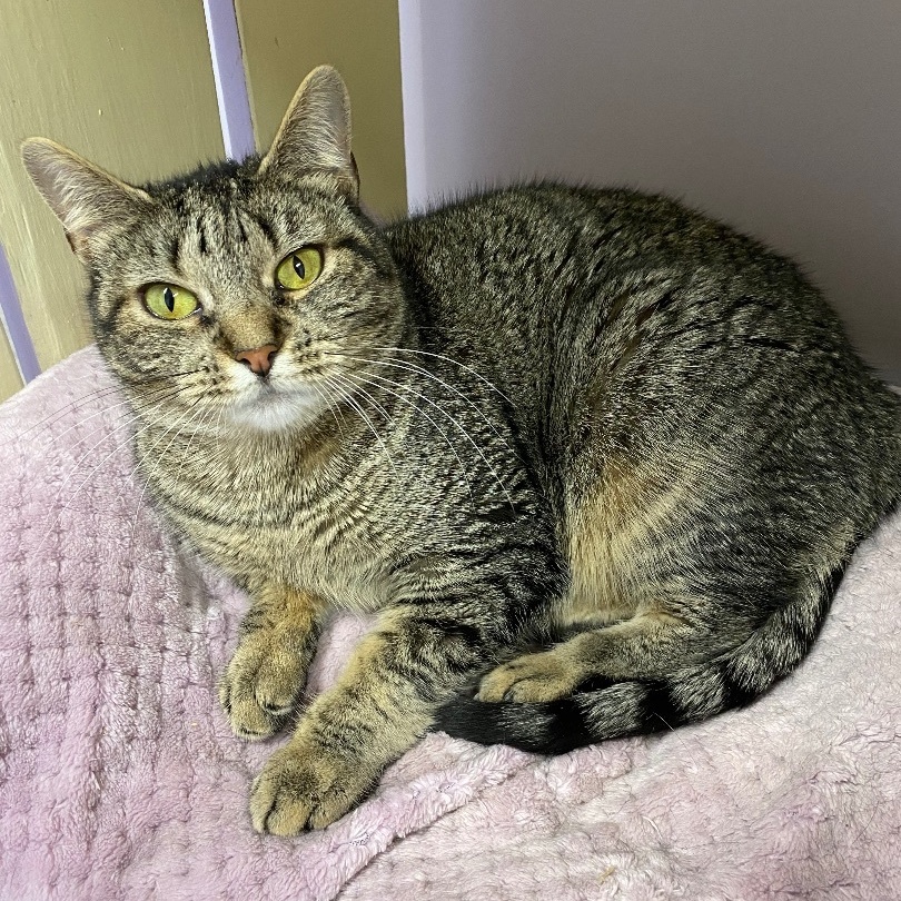 Enlarge LuLu, a Adoptable mixed breed in East Northport, NY image 2/6