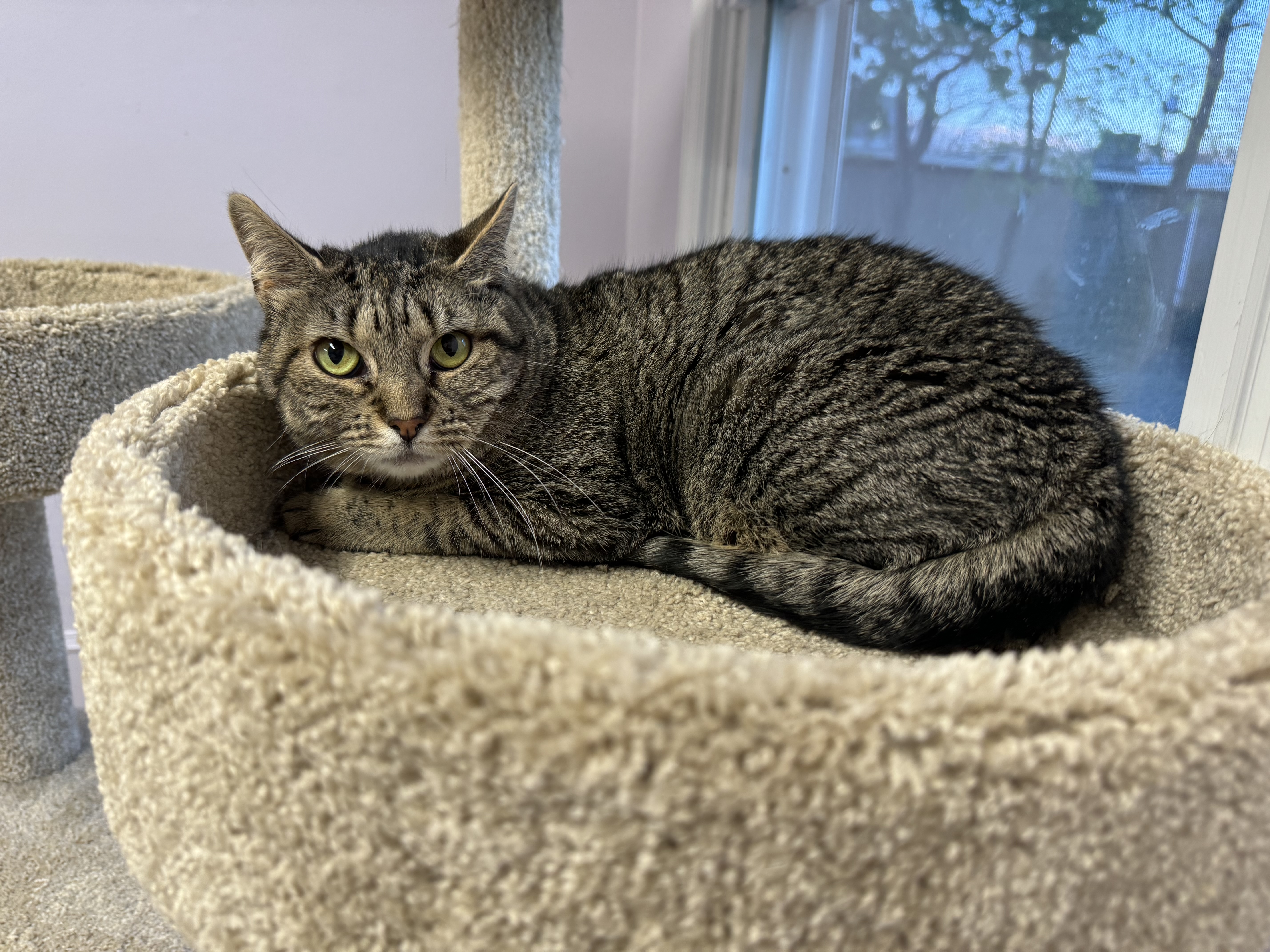 Enlarge LuLu, a Adoptable mixed breed in East Northport, NY image 3/6