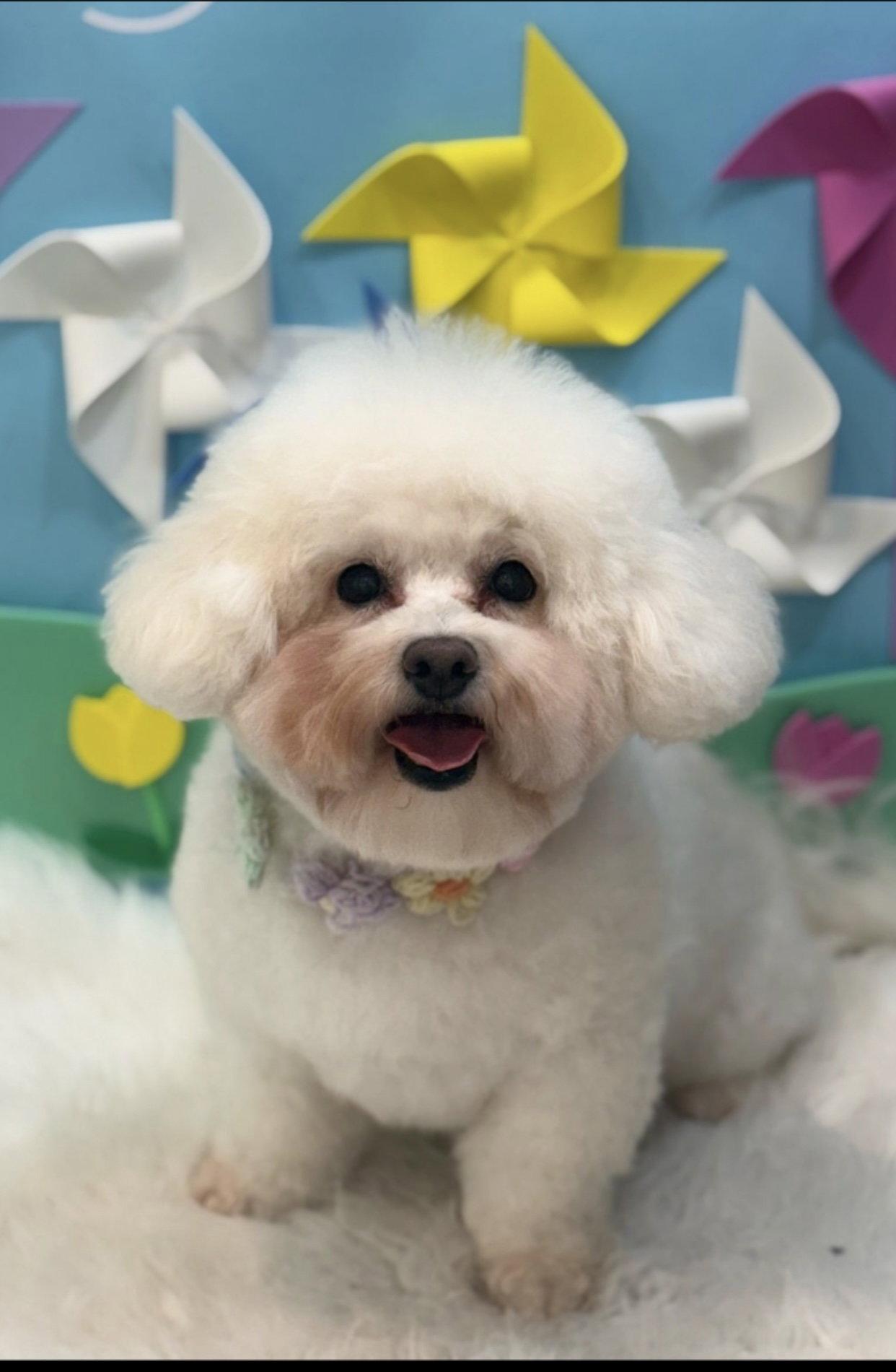 Enlarge NORANGI, a Adopted Bichon Frise in Agoura Hills, CA image 1/1