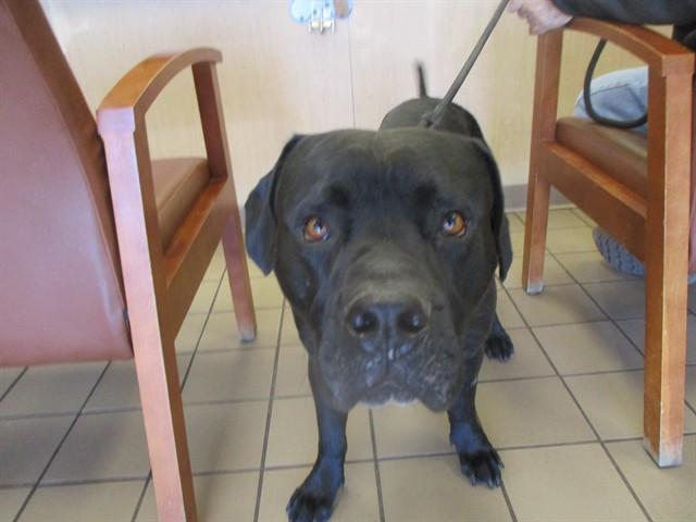 ROVER, Adoptable, Adult Male Mastiff.