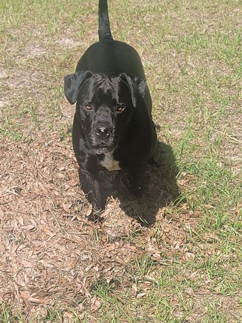LUGG, Adoptable, Adult Male Mastiff.