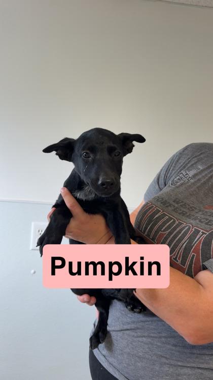 Enlarge Pumpkin, a Adoptable mixed breed in St. Anne, IL image 1/1