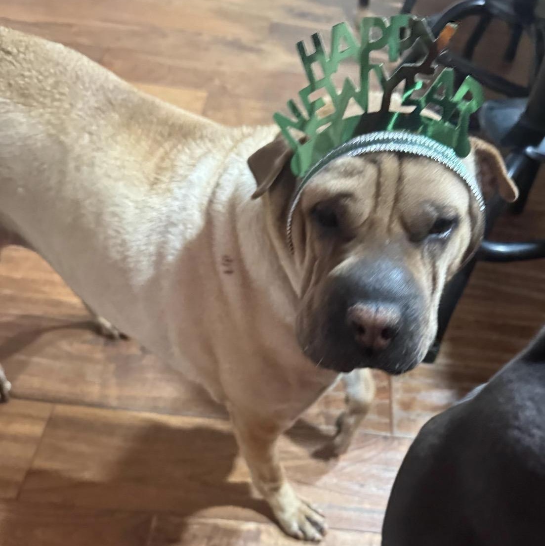 Enlarge REGAL THE BEAUTIFUL, a Adoptable Shar-Pei in Ammon, ID image 1/6