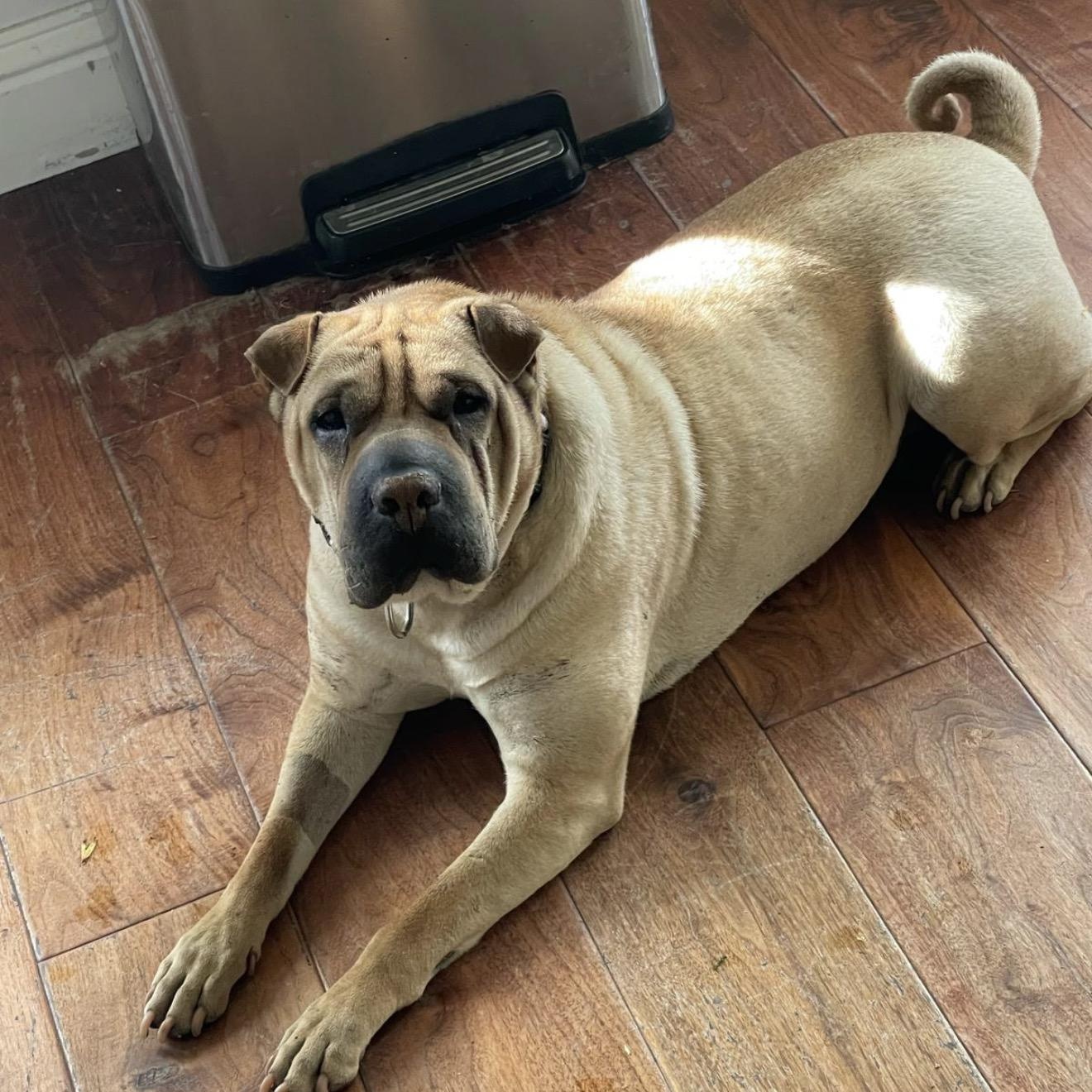 Enlarge REGAL THE BEAUTIFUL, a Adoptable Shar-Pei in Ammon, ID image 6/6