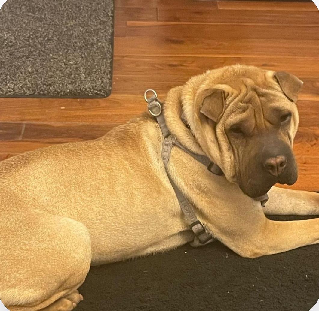 REGAL THE BEAUTIFUL, a Adoptable Shar-Pei in Ammon, ID image 4/6