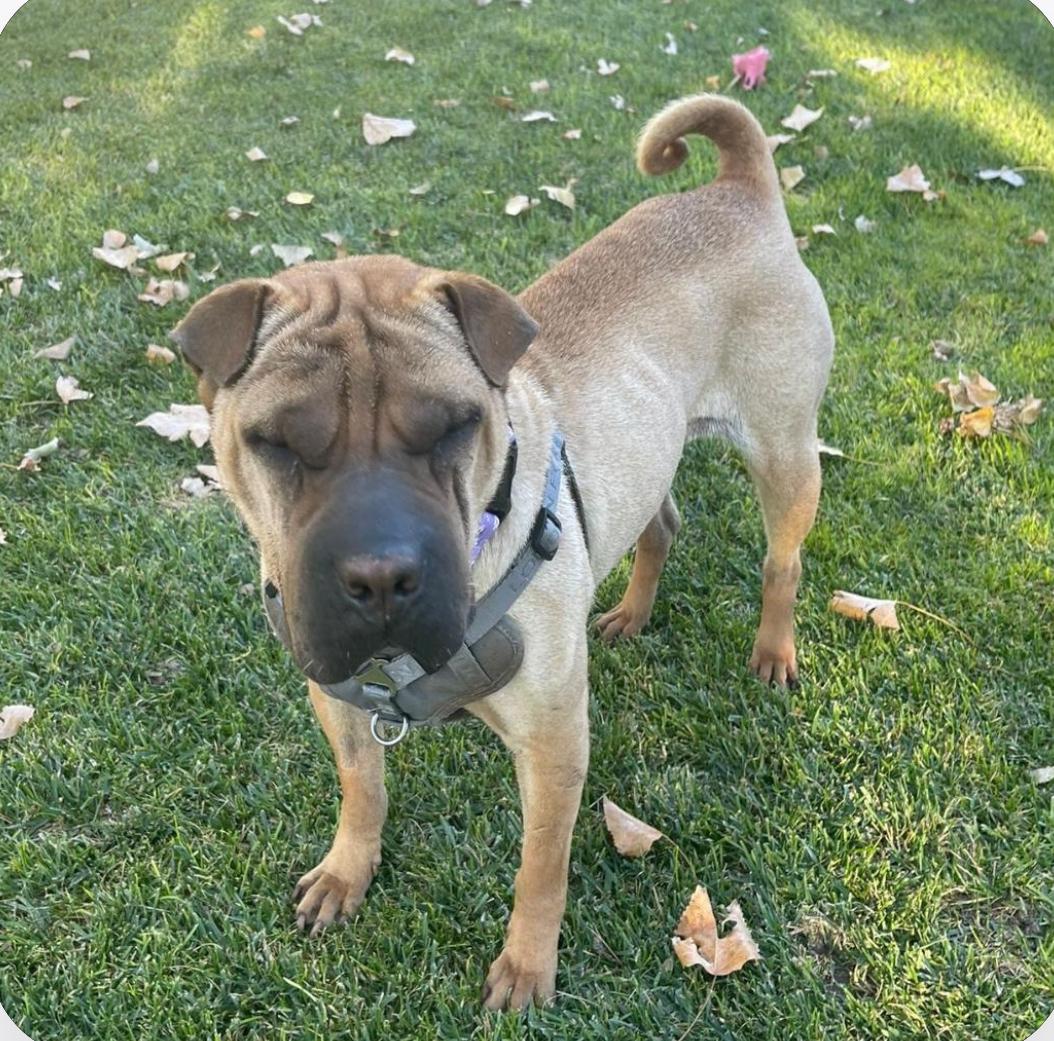 REGAL THE BEAUTIFUL, an adoptable Shar-Pei in Ammon, ID, 83406 | Photo Image 5