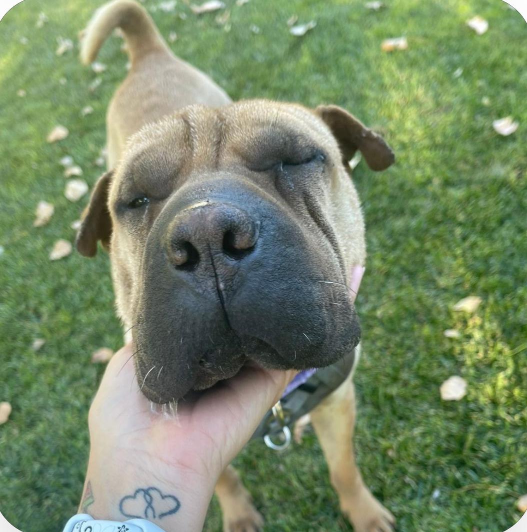 REGAL THE BEAUTIFUL, an adoptable Shar-Pei in Ammon, ID, 83406 | Photo Image 3